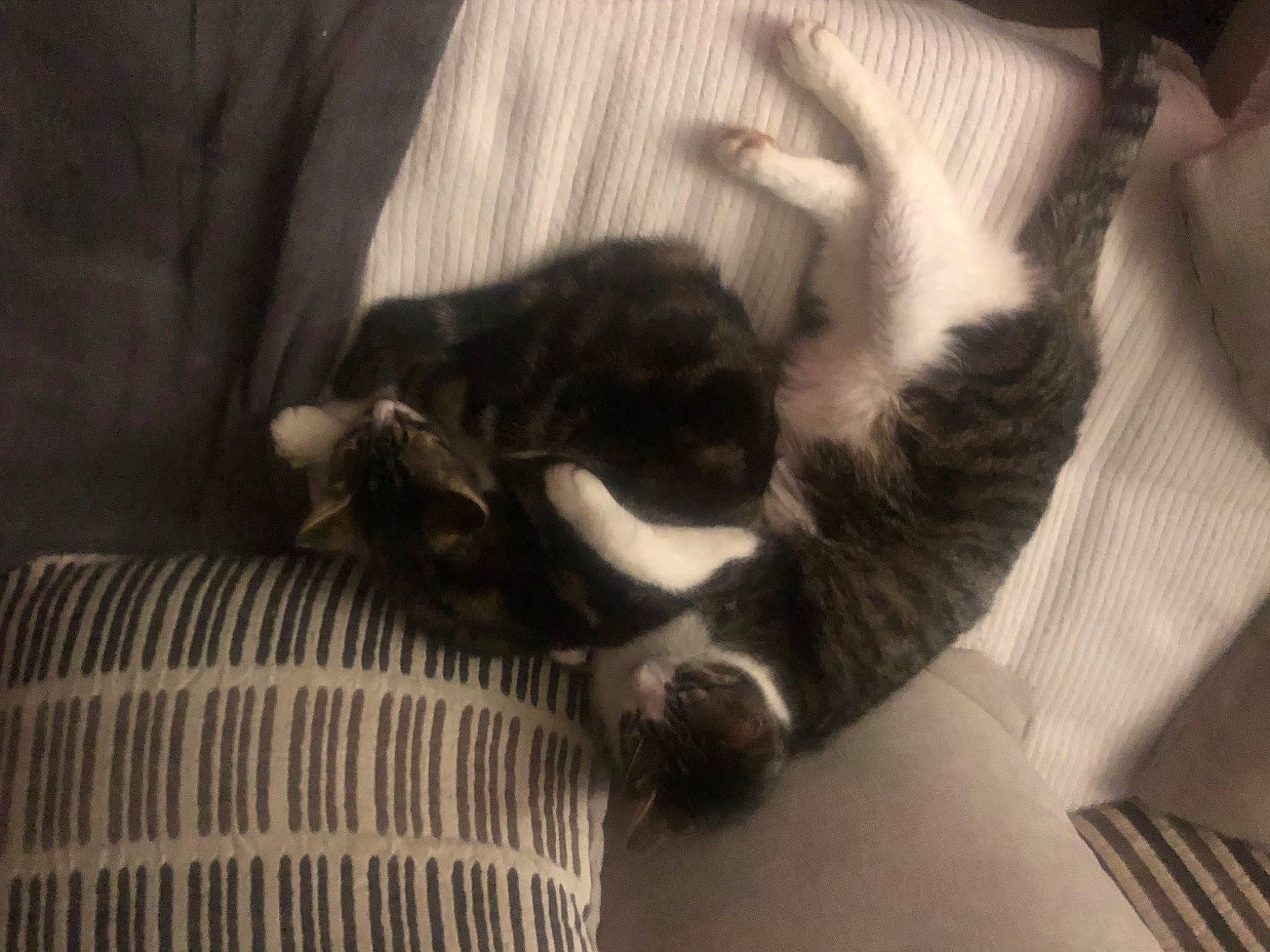 Nala a rejoint le concours — aidez-le/la à gagner de superbes lots ! canidae, carnivore, cat, claw, comfort, companion_dog, dog_breed, domestic_short_haired_cat, felidae, fur, grey, monochrome, monochrome_photography, nap, paw, small_to_medium_sized_cats, sporting_group, tail, terrestrial_animal, whiskers