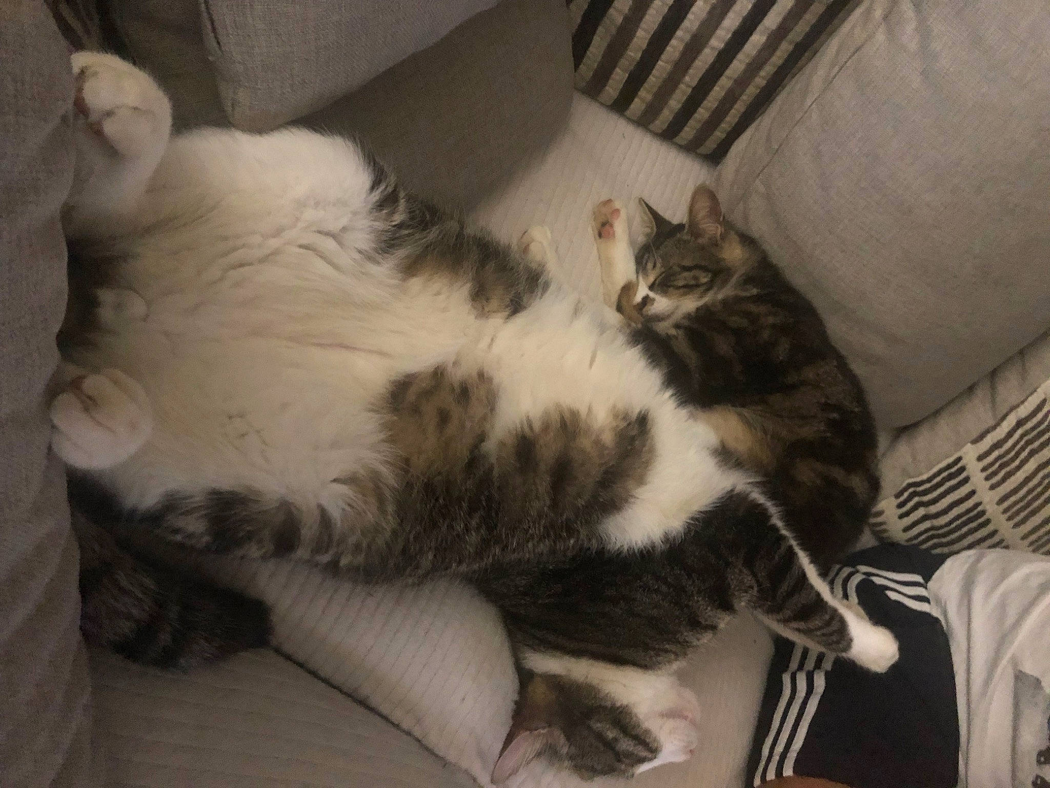 Nala a rejoint le concours — aidez-le/la à gagner de superbes lots ! bedding, carnivore, cat, claw, comfort, couch, domestic_short_haired_cat, felidae, flooring, fur, grey, hardwood, linens, nap, paw, room, sleep, small_to_medium_sized_cats, tail, whiskers