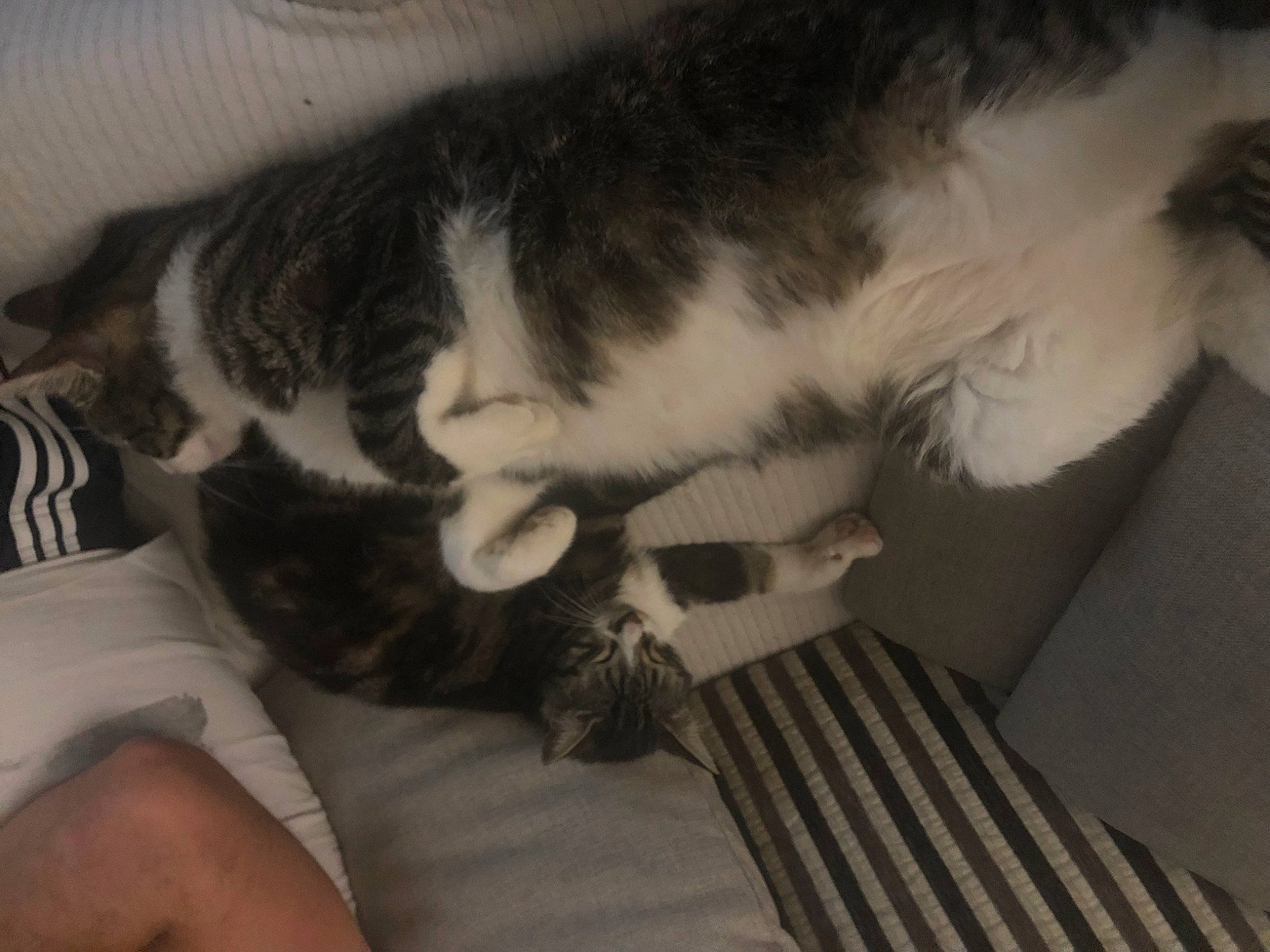 Nala a rejoint le concours — aidez-le/la à gagner de superbes lots ! carnivore, cat, claw, cloud, comfort, dog_breed, domestic_short_haired_cat, ear, felidae, fur, grey, human_leg, monochrome, monochrome_photography, nap, paw, small_to_medium_sized_cats, tail, vertebrate, whiskers