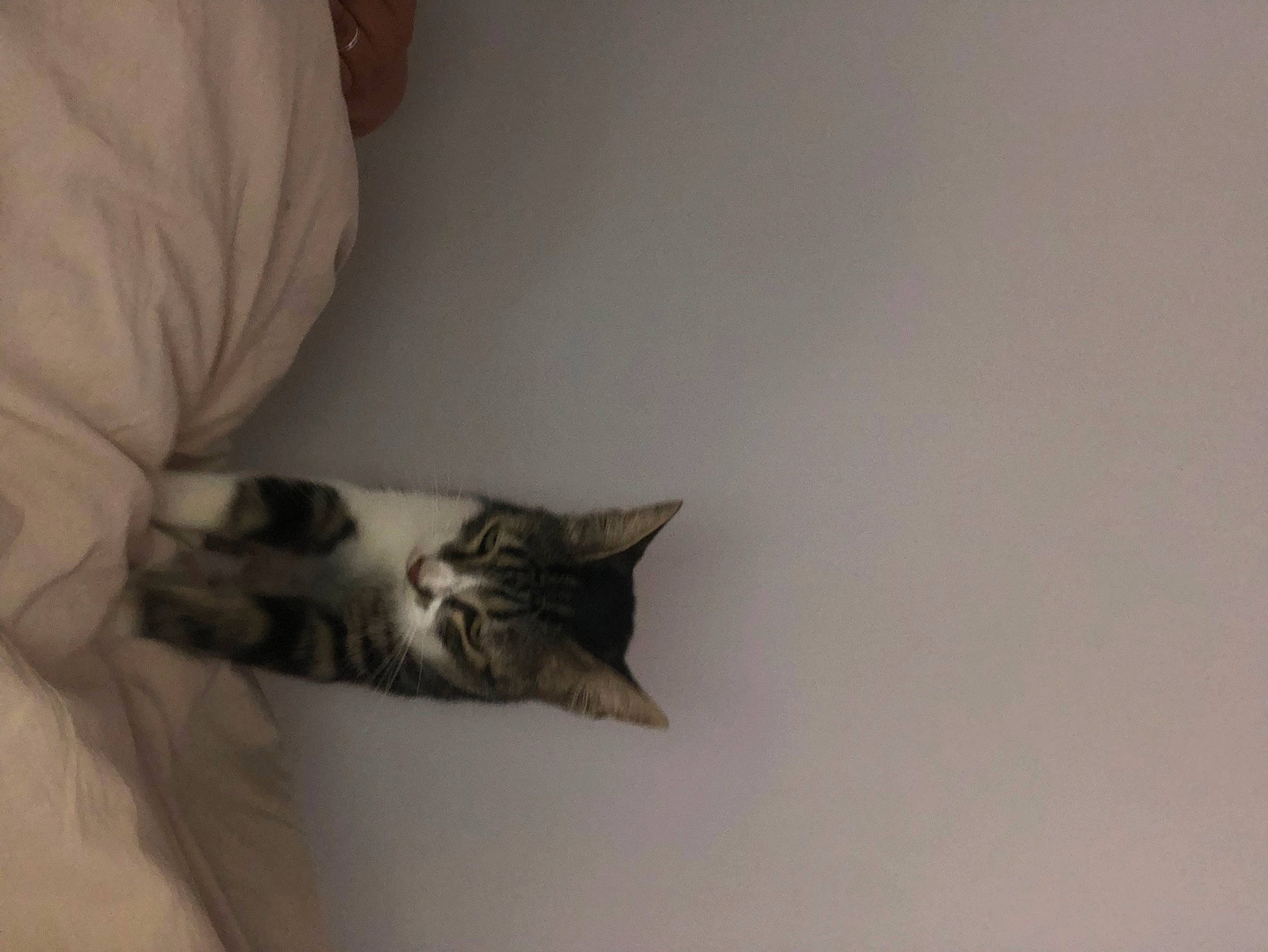 Nala a rejoint le concours — aidez-le/la à gagner de superbes lots ! carnivore, cat, comfort, domestic_short_haired_cat, ear, elbow, felidae, flooring, fur, grey, hardwood, human_body, jaw, leg, paw, small_to_medium_sized_cats, snout, tail, whiskers, wood