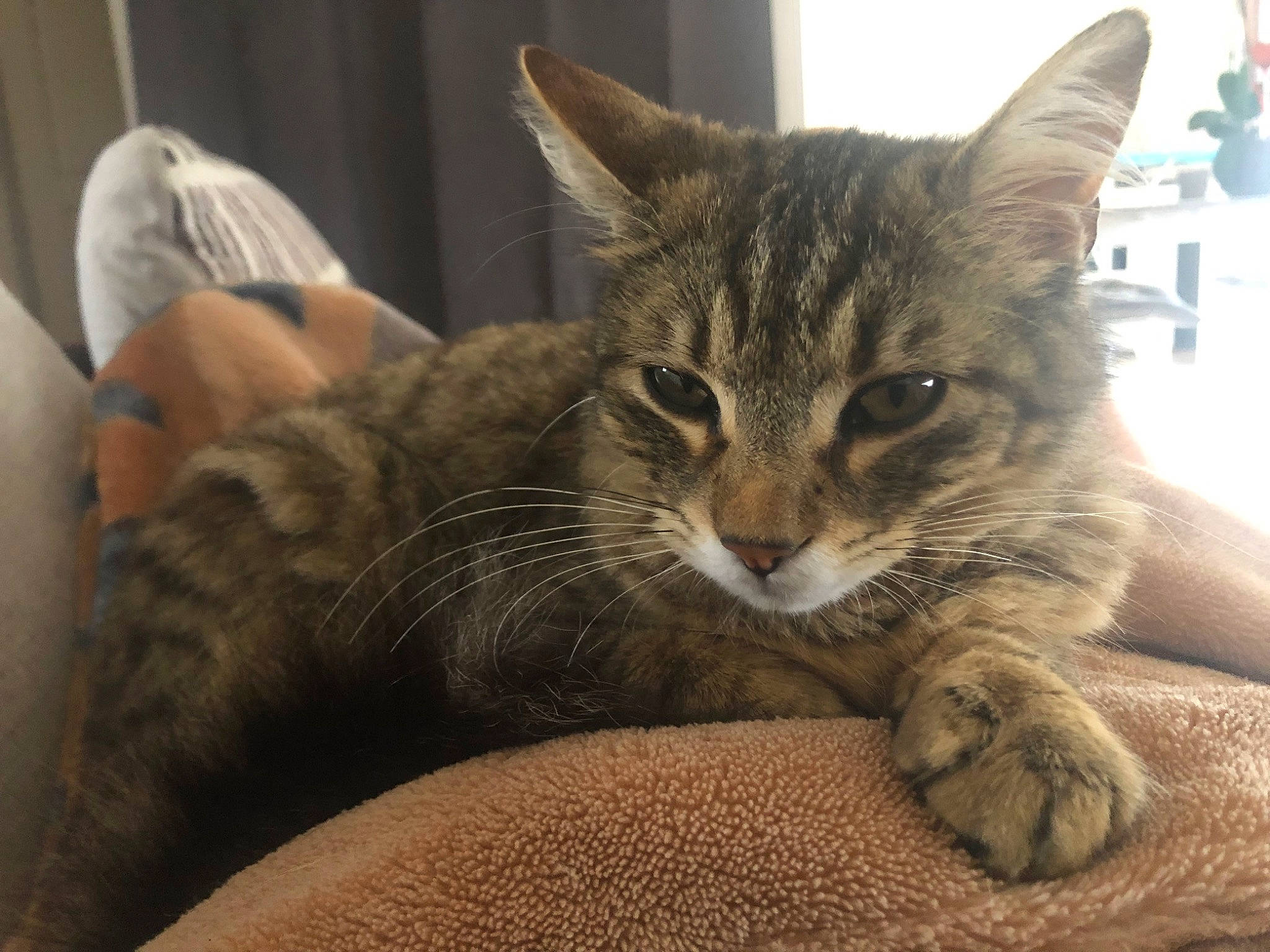 Skar participe au concours pour gagner de l'argent avec cette photo : carnivore, cat, cat_supply, claw, comfort, domestic_short_haired_cat, felidae, fur, paw, sitting, small_to_medium_sized_cats, snout, terrestrial_animal, whiskers