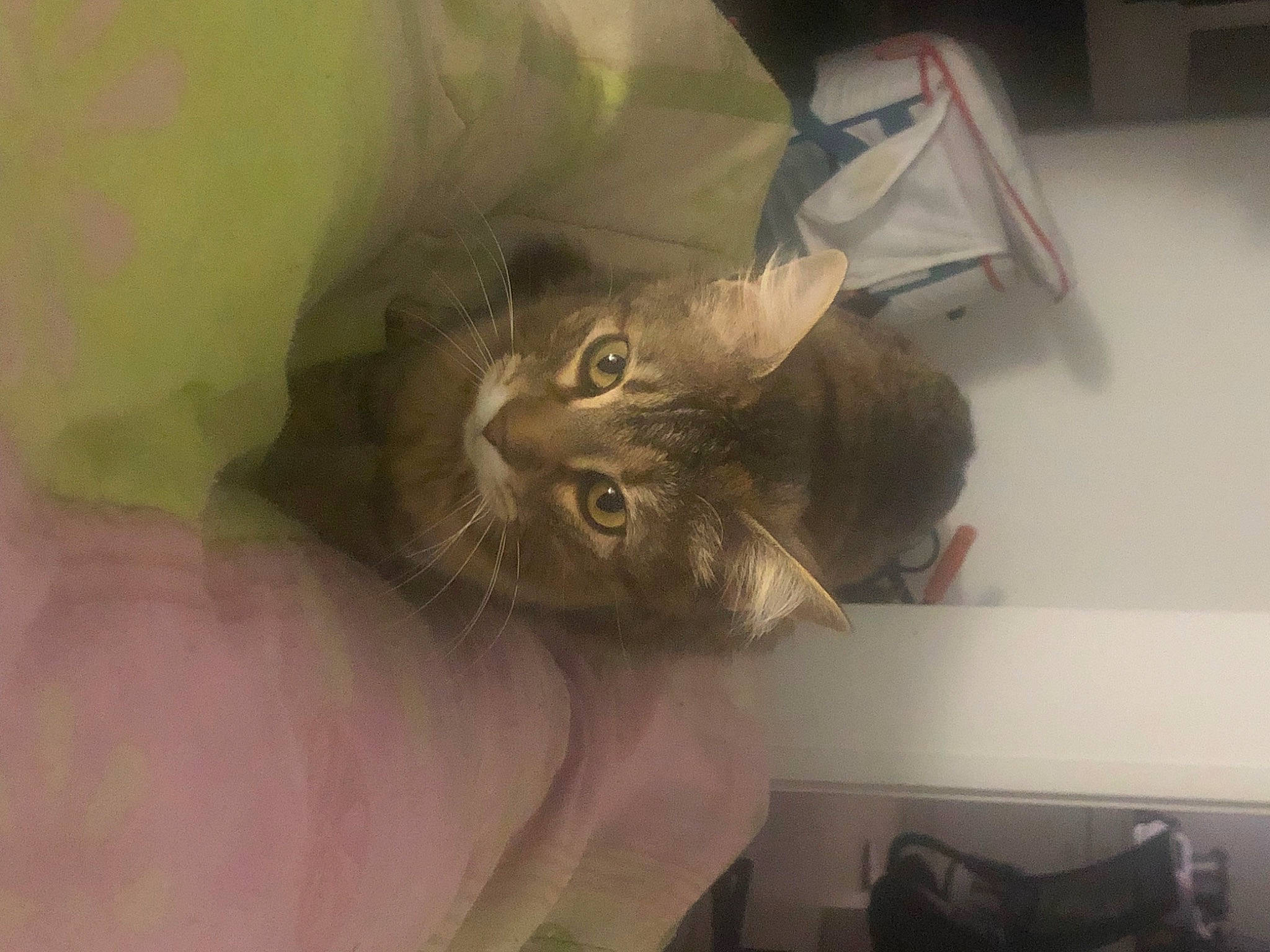 Skar participe au concours pour gagner de l'argent avec cette photo : carnivore, cat, comfort, domestic_short_haired_cat, ear, felidae, finger, fur, gesture, nail, plant, small_to_medium_sized_cats, whiskers