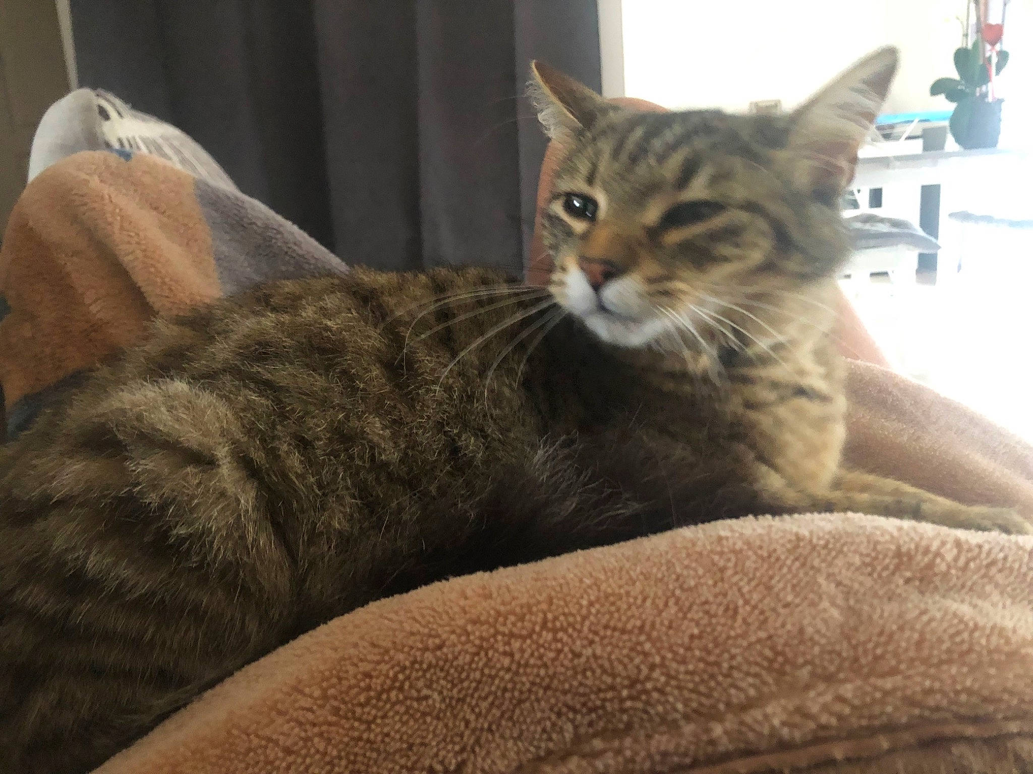 Skar a rejoint le concours — aidez-le/la à gagner de superbes lots ! carnivore, cat, cat_supply, claw, comfort, domestic_short_haired_cat, felidae, fur, paw, sitting, small_to_medium_sized_cats, snout, terrestrial_animal, tree, whiskers, wildlife