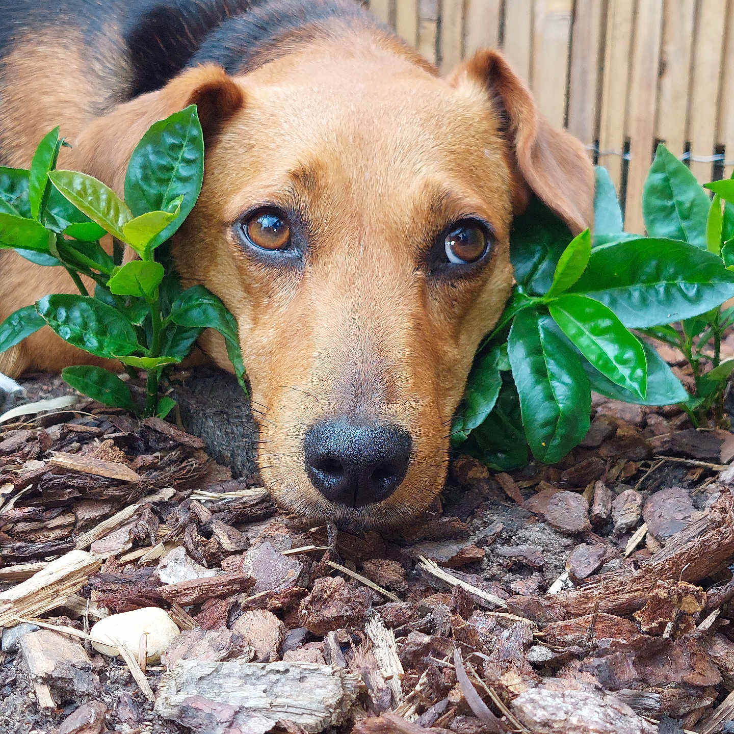 Chipie participe au concours pour gagner de l'argent avec cette photo : animal, bamboo_fence, brown_dog, canine, close_up, dog, ears, eyes, fur, garden, green_leaves, lying_down, nature, nose, outdoor, pet, resting, snout, soil, wood_chips