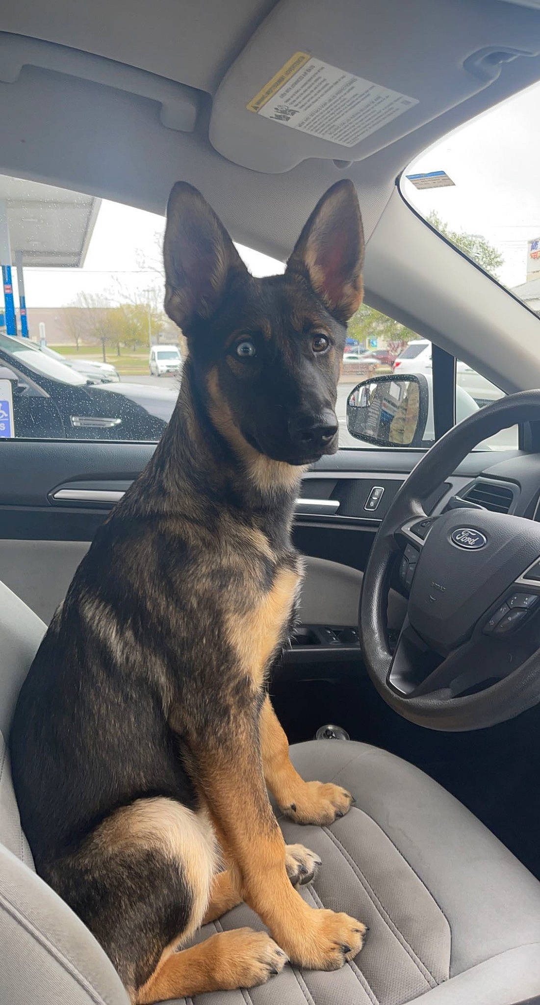 Nala is registered to the contest to win money with this photo: auto_part, automotive_exterior, automotive_mirror, automotive_side_view_mirror, car, carnivore, dog, dog_breed, fawn, herding_dog, mirror, motor_vehicle, personal_luxury_car, snout, sporting_group, steering_wheel, vehicle, vehicle_door, window, windshield