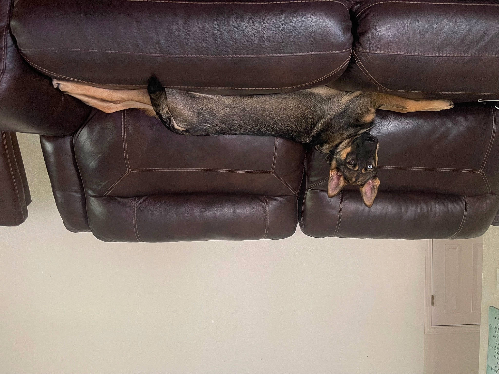 Nala joined the competition — help win amazing prizes! auto_part, brown, comfort, composite_material, fashion_accessory, leather, leather_jacket, liver, metal, sleeve