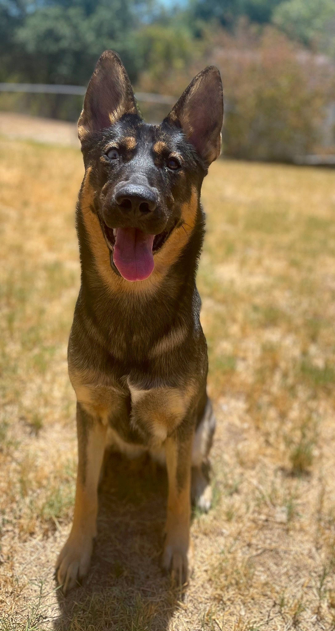 Nala joined the competition — help win amazing prizes! canidae, carnivore, collar, companion_dog, dog, dog_breed, dog_collar, eye, grass, guard_dog, herding_dog, hunting_dog, liver, plant, sporting_group, terrestrial_animal, whiskers, working_animal, working_dog