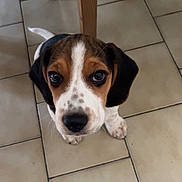April participe au concours pour gagner de l'argent avec cette photo : puppy, dog, beagle, floor, tile, indoor, pet, animal, cute, looking_up, ears, snout, black, brown, white, young, adorable, small, domestic, companion
