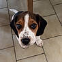 puppy, dog, beagle, floor, tile, indoor, pet, animal, cute, looking_up, ears, snout, black, brown, white, young, adorable, small, domestic, companion