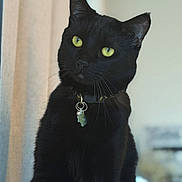Toby joined the competition — help win amazing prizes! black_cat, cat, pet, indoor, animal, feline, collar, tag, yellow_eyes, sitting, whiskers, fur, portrait, close_up, domestic_cat, looking_away, curious, soft_light, blurred_background, window_light