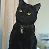black_cat, cat, pet, indoor, animal, feline, collar, tag, yellow_eyes, sitting, whiskers, fur, portrait, close_up, domestic_cat, looking_away, curious, soft_light, blurred_background, window_light