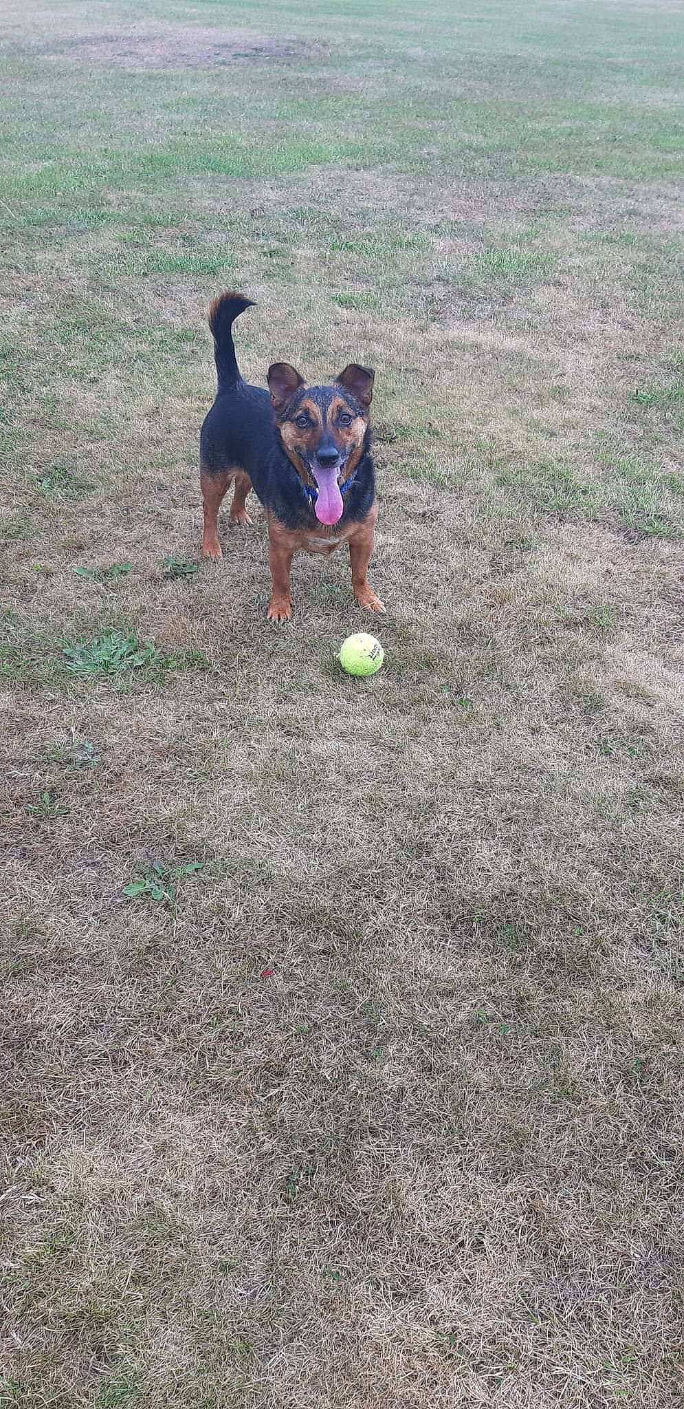 Buddy is registered to the contest to win money with this photo: ball, canidae, carnivore, companion_dog, dog, dog_breed, dog_supply, football, fun, grass, plant, recreation, soil, sporting_group, sports, sports_equipment, sports_toy, tail, tennis_ball, toy