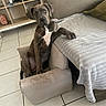 Arwyn participe au concours pour gagner de l'argent avec cette photo : puppy, dog, brindle, sitting, couch, blanket, chair, tile_floor, indoor, home, paw, furniture, decor, shelf, toy, candle, green_object, cute, pet, animal