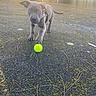 Arwyn participe au concours pour gagner de l'argent avec cette photo : puppy, dog, tennis_ball, outdoor, sunlight, ground, playful, pet, nature, trees, leash, young_dog, curious, animal, daylight, walking, paw, asphalt, sunshine, harness