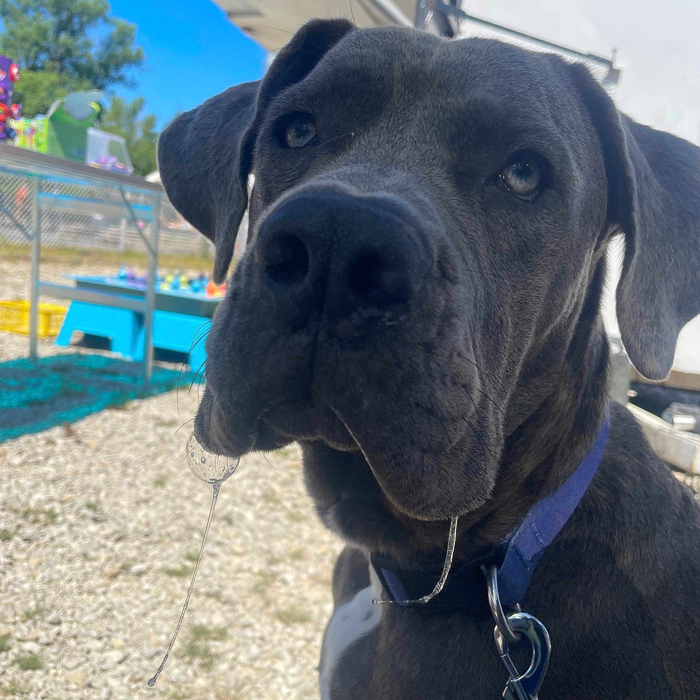 Arwyn a rejoint le concours — aidez-le/la à gagner de superbes lots ! dog, black_dog, close_up, drool, collar, leash, outdoor, daylight, blue_sky, trees, playground, carnival, curious, pet, animal, grass, gravel, face, ears, snout