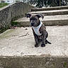 puppy, dog, harness, concrete, steps, outdoor, tree, leaf, stick, building, gray, cute, pet, animal, young, sitting, nature, cloudy, background, calm