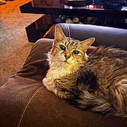 Snickers joined the competition — help win amazing prizes! cat, tabby, feline, pet, couch, living_room, indoor, brown, fur, whiskers, ears, face, curious, relaxed, cozy, table, decor, hat, carpet, home