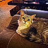 cat, tabby, feline, pet, couch, living_room, indoor, brown, fur, whiskers, ears, face, curious, relaxed, cozy, table, decor, hat, carpet, home