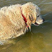 Ulka a rejoint le concours — aidez-le/la à gagner de superbes lots ! animal, animal_portrait, animal_walking, canine, collar, daylight, dog, fur, golden_retriever, lake, mammal, nature, outdoor, pet, playful, shallow_water, side_view, summer, water, wet