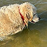 animal, animal_portrait, animal_walking, canine, collar, daylight, dog, fur, golden_retriever, lake, mammal, nature, outdoor, pet, playful, shallow_water, side_view, summer, water, wet