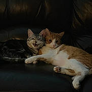 Girly joined the competition — help win amazing prizes! cat, cats, feline, pet, pets, animal, animals, leather_couch, couch, indoor, cute, funny_face, two_cats, resting, cozy, domestic, fur, whiskers, paws, relaxed