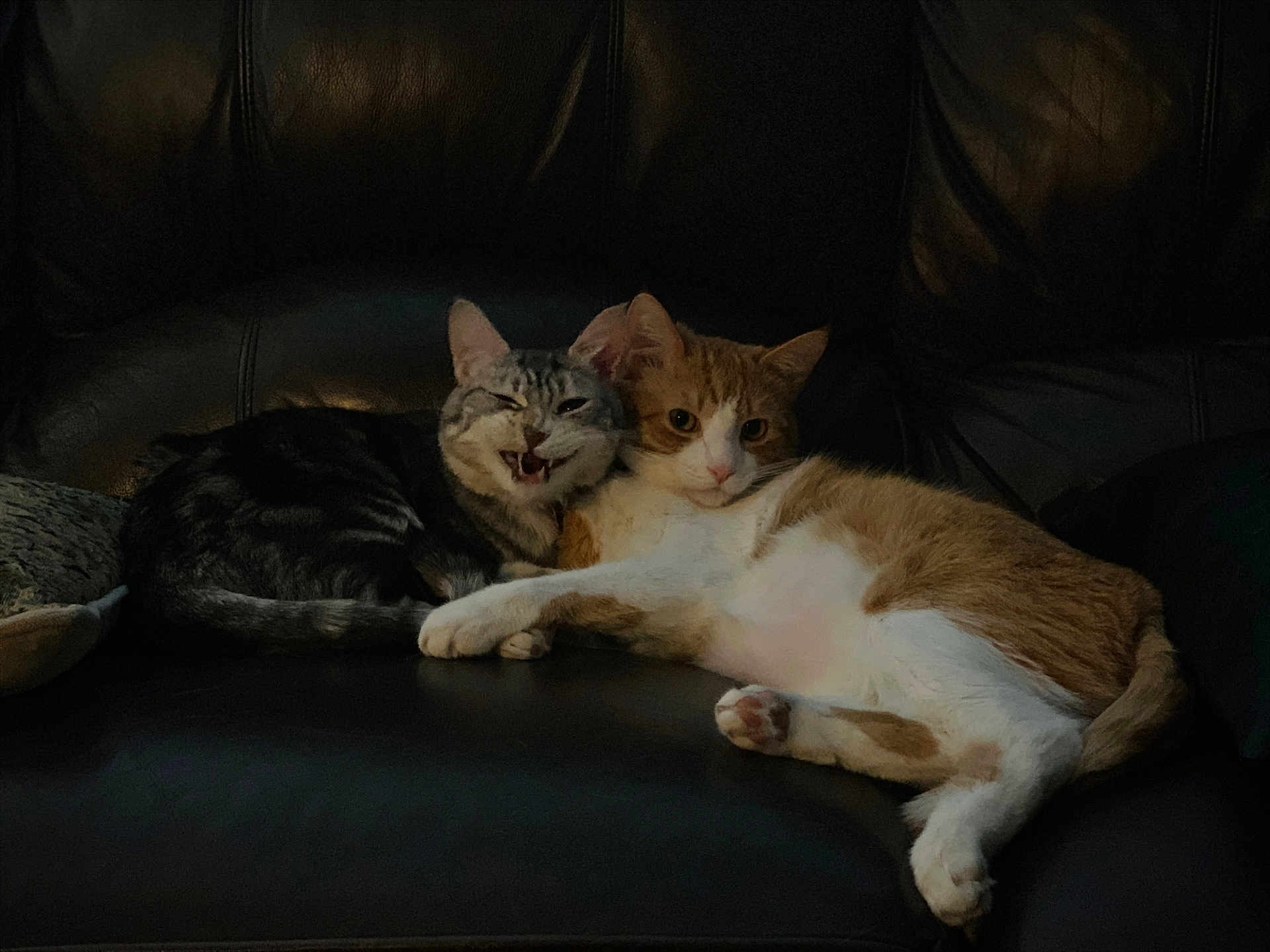 Girly joined the competition — help win amazing prizes! cat, cats, feline, pet, pets, animal, animals, leather_couch, couch, indoor, cute, funny_face, two_cats, resting, cozy, domestic, fur, whiskers, paws, relaxed