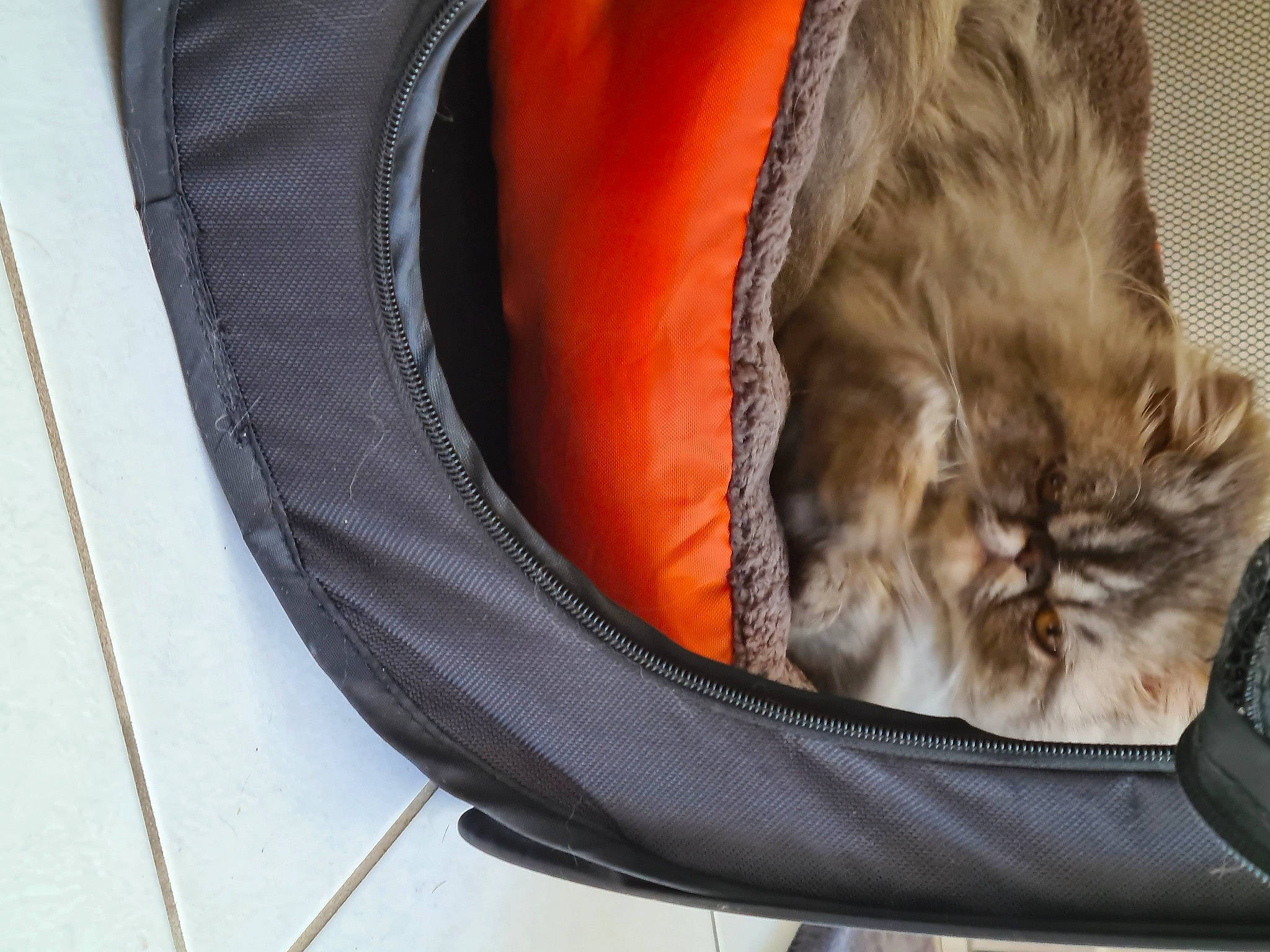 Percy participe au concours pour gagner de l'argent avec cette photo : carnivore, cat, comfort, fawn, felidae, footwear, fur, kitten, orange, small_to_medium_sized_cats, tabby_cat, tail, whiskers