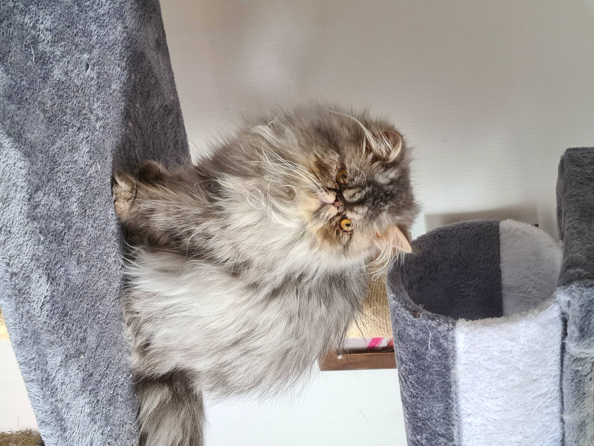 Percy a rejoint le concours — aidez-le/la à gagner de superbes lots ! british_longhair, british_semi_longhair, carnivore, cat, domestic_long_haired_cat, felidae, kitten, maine_coon, mammal, norwegian_forest_cat, persian, ragamuffin, siberian, small_to_medium_sized_cats, whiskers