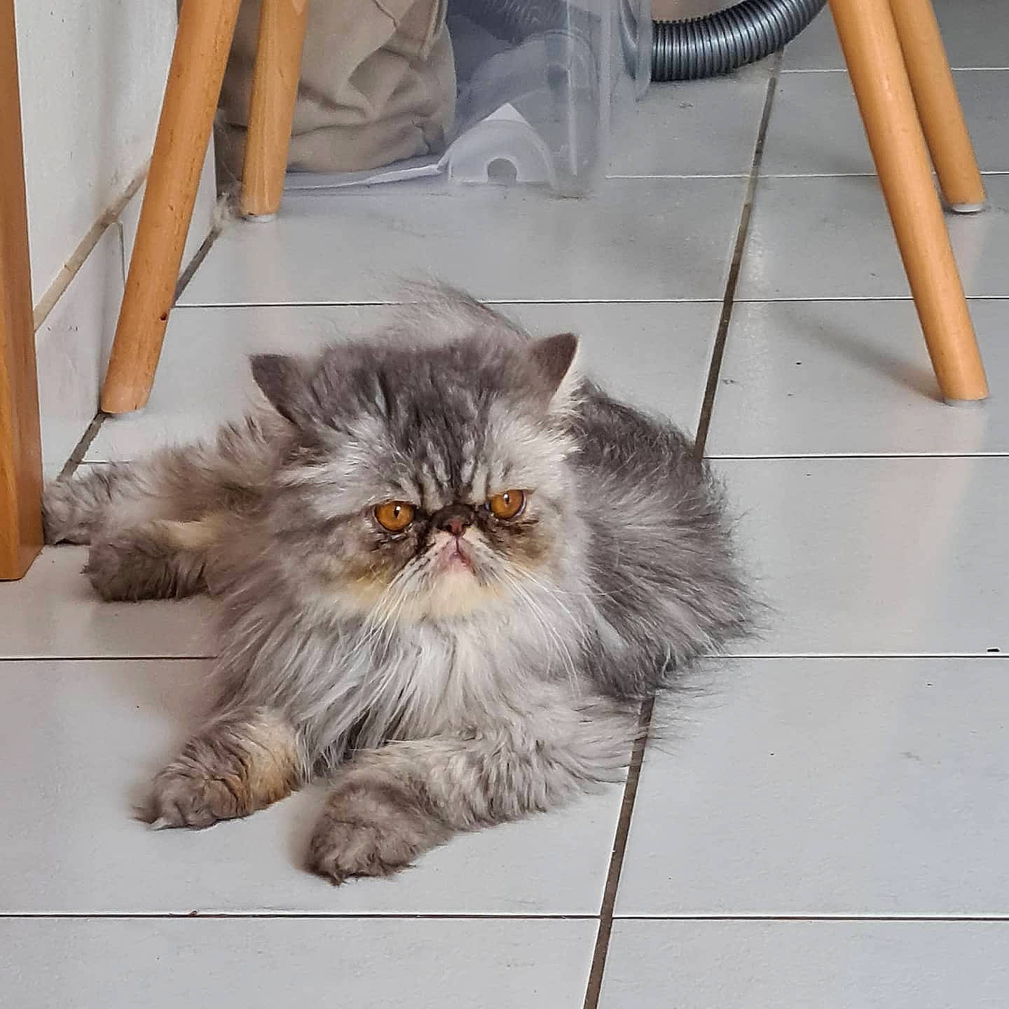 Percy a rejoint le concours — aidez-le/la à gagner de superbes lots ! asian, asian_semi_longhair, british_longhair, british_semi_longhair, carnivore, cat, domestic_long_haired_cat, fawn, felidae, fur, kitten, mammal, napoleon_cat, norwegian_forest_cat, persian, ragamuffin, siberian, small_to_medium_sized_cats, tail, whiskers