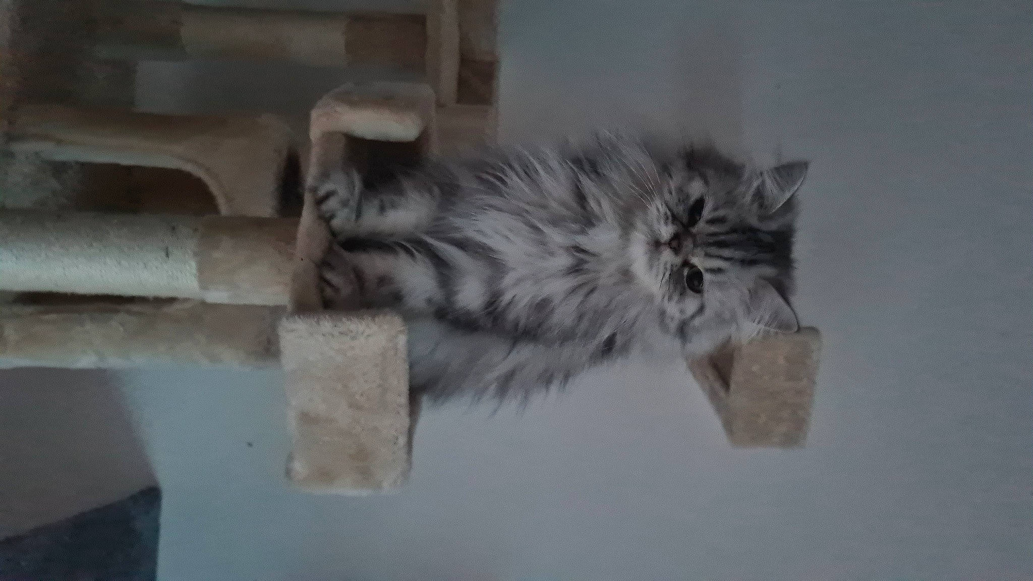 Ottawa a rejoint le concours — aidez-le/la à gagner de superbes lots ! american_shorthair, carnivore, cat, domestic_long_haired_cat, domestic_short_haired_cat, european_shorthair, felidae, kitten, maine_coon, mammal, norwegian_forest_cat, persian, siberian, small_to_medium_sized_cats, tabby_cat, whiskers