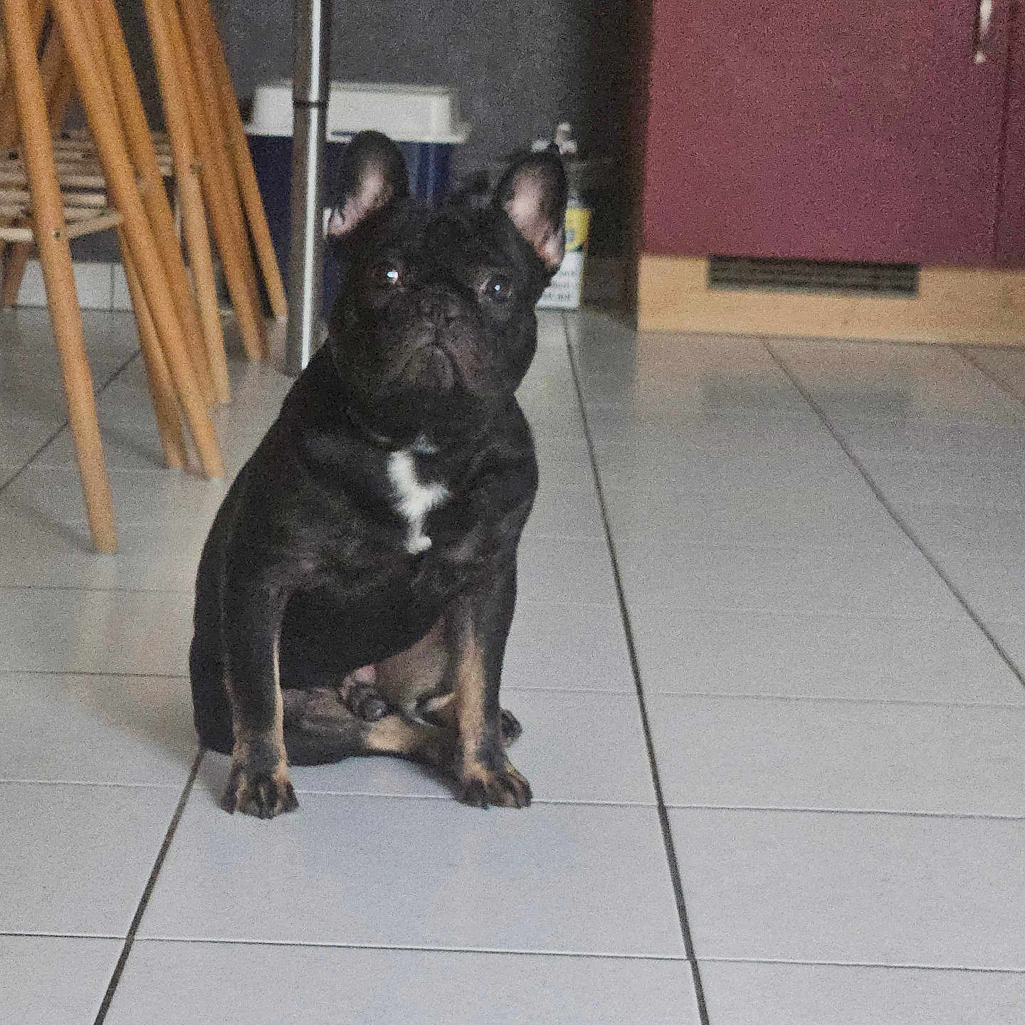 Atlas participe au concours pour gagner de l'argent avec cette photo : dog, puppy, black_dog, white_patch, sitting, tile_floor, kitchen, wooden_stools, cabinet, indoor, pet, animal, floor_tiles, home, cute, small_dog, ears_up, looking, domestic, companion
