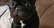 Atlas participe au concours pour gagner de l'argent avec cette photo : dog, french_bulldog, pet, indoor, brown_couch, blanket, black_dog, small_dog, cute, animal, companion, ears, wrinkles, fur, sitting, domestic, portrait, looking, indoors, cozy