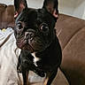 dog, french_bulldog, pet, indoor, brown_couch, blanket, black_dog, small_dog, cute, animal, companion, ears, wrinkles, fur, sitting, domestic, portrait, looking, indoors, cozy