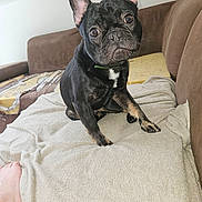 Atlas participe au concours pour gagner de l'argent avec cette photo : dog, french_bulldog, pet, black_dog, indoor, couch, blanket, fur, ears, paw, expression, head_tilt, curious, domestic_animal, companion, animal, resting, furniture, foot, home