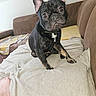 dog, french_bulldog, pet, black_dog, indoor, couch, blanket, fur, ears, paw, expression, head_tilt, curious, domestic_animal, companion, animal, resting, furniture, foot, home