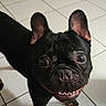 Atlas participe au concours pour gagner de l'argent avec cette photo : dog, french_bulldog, black_dog, pet, animal, canine, ears, eyes, teeth, floor, tile, looking_up, indoor, cute, happy, smiling, companion, mammal, domestic_animal, portrait