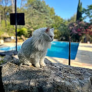 Blanchette participe au concours pour gagner de l'argent avec cette photo : cat, white_cat, fluffy, rock, outdoor, nature, pool, trees, greenery, blue_sky, sunlight, daytime, animal, pet, serene, calm, sitting, portrait, closeup, landscape