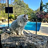 cat, white_cat, fluffy, rock, outdoor, nature, pool, trees, greenery, blue_sky, sunlight, daytime, animal, pet, serene, calm, sitting, portrait, closeup, landscape