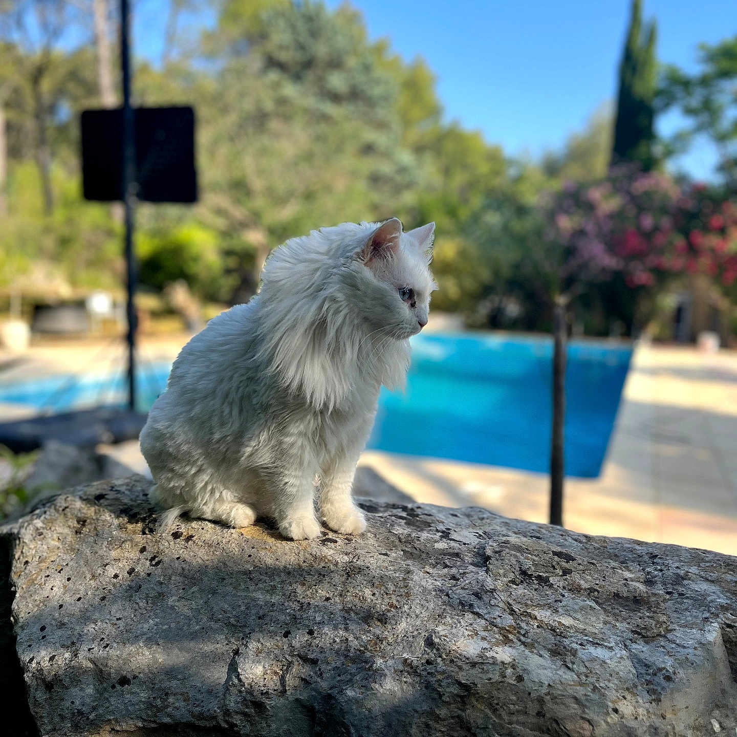 Blanchette participe au concours pour gagner de l'argent avec cette photo : cat, white_cat, fluffy, rock, outdoor, nature, pool, trees, greenery, blue_sky, sunlight, daytime, animal, pet, serene, calm, sitting, portrait, closeup, landscape