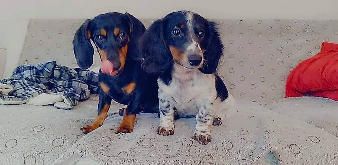 Ivy Mae joined the competition — help win amazing prizes! canidae, carnivore, companion_dog, dog, dog_breed, electric_blue, fur, hound, hunting_dog, puppy, scent_hound, snout, sporting_group, terrestrial_animal, working_animal, working_dog