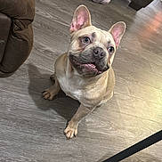 Juelz is registered to the contest to win money with this photo: couch, cute, dog, domestic, french_bulldog, furniture, grin, happy, hardwood_floor, home_interior, indoor, looking_up, muzzle, paw, perky_ears, pet, portrait, sitting, slippers, sofa
