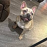 couch, cute, dog, domestic, french_bulldog, furniture, grin, happy, hardwood_floor, home_interior, indoor, looking_up, muzzle, paw, perky_ears, pet, portrait, sitting, slippers, sofa