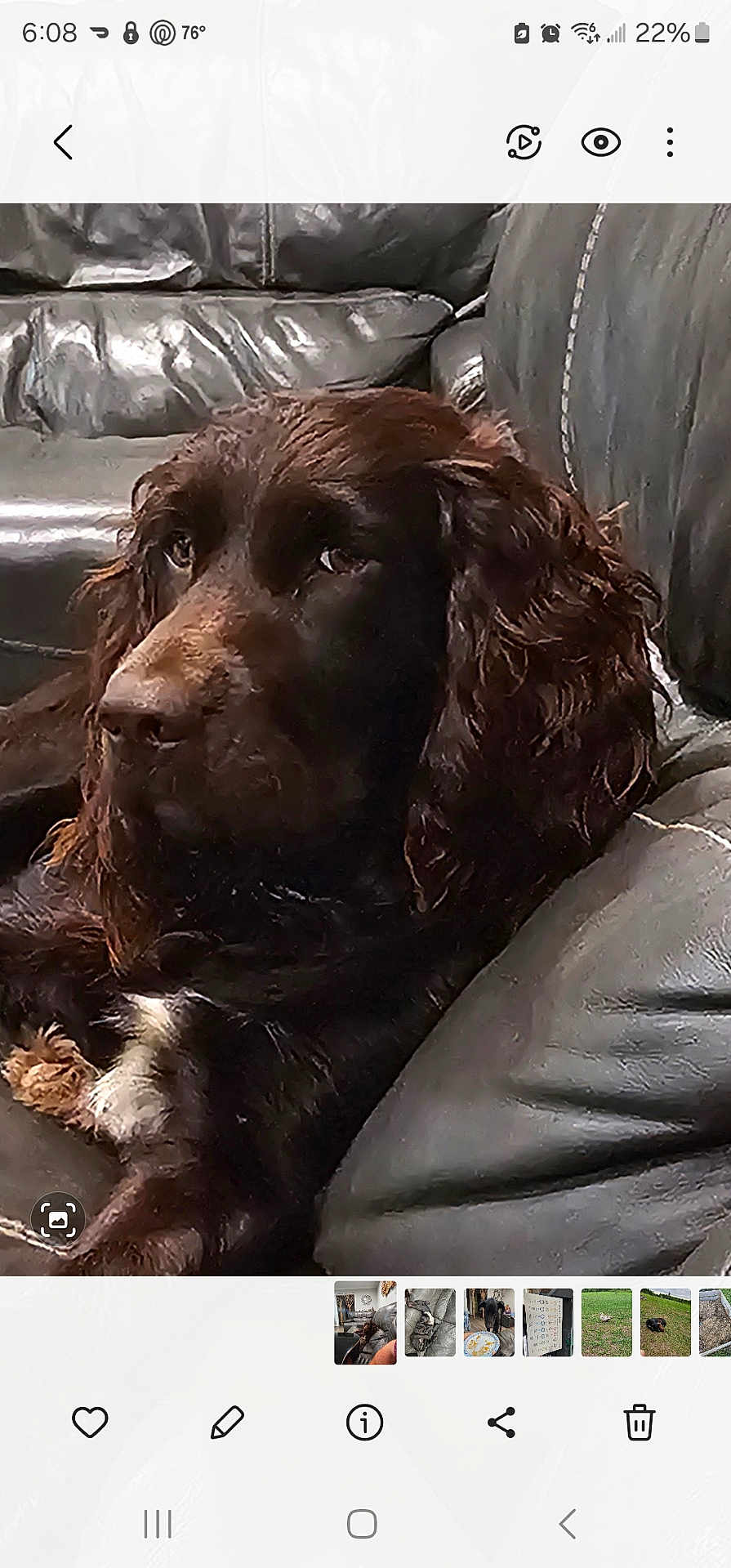 Otis is registered to the contest to win money with this photo: dog, brown_dog, curly_fur, leather_couch, couch, pet, indoor, relaxed, fur, animal, companion, home, resting, canine, snout, ears, paw, seat, furniture, portrait