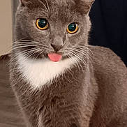 Solo Sparticus joined the competition — help win amazing prizes! abyssinian, animal, bodypart, cat, kitten, manx, mouth, person, pet, snout, teeth, tongue