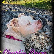 Charlie is registered to the contest to win money with this photo: canine, closed_eyes, decorative_frame, dog, grass, gravel, large_dog, nature, outdoor, pet, pink_collar, portrait, profile_view, rocky_ground, short_fur, sleeping, sparkles, text_overlay, white_dog, woodland