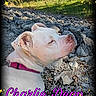 canine, closed_eyes, decorative_frame, dog, grass, gravel, large_dog, nature, outdoor, pet, pink_collar, portrait, profile_view, rocky_ground, short_fur, sleeping, sparkles, text_overlay, white_dog, woodland