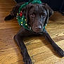 adorable, animal, brown, chocolate_labrador, christmas_tree, costume, cute, decorations, dog, ears, eyes, festive, fur, holiday, indoor, laying_down, looking, pet, puppy, wooden_floor