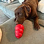 animal, brown_dog, canine, chew_toy, companion, couch, dog, fur, home, indoor, labrador, patterned_pillow, pet, pillow, playful, plush_pillow, red_toy, relaxed, sofa, toy