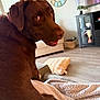 Lotti is registered to the contest to win money with this photo: basket, blanket, brown_dog, cabinet, clock, couch, cozy, curtains, dog, floor, furniture, indoor, labrador, living_room, pet, plant, playful, soft_light, television, window