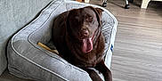Lotti is registered to the contest to win money with this photo: animal, canine, chair, chocolate_labrador, couch, cozy, desk, dog, dog_bed, domestic, fur, happy, home, indoor, labrador, living_room, pet, resting, tongue_out, wood_floor